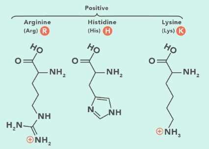 <p>Histidine, Arginine and Lysine</p><p>Histidine’s imidazole side chain (a 5 part member ring with two nitrogen) is the positively charged part.&nbsp;</p>