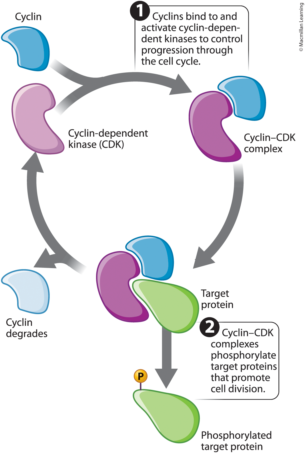 <p>Cyclins are the proteins that appear and disappear throughout the cell cycle.</p><p>Cyclins activate cyclin-dependent kinases (CDKs).</p><p>Active CDKs promote cell division and the progression through the stages of the cell cycle.</p><p>Cyclins mediate progression through interactions with the appropriate CDK.</p>