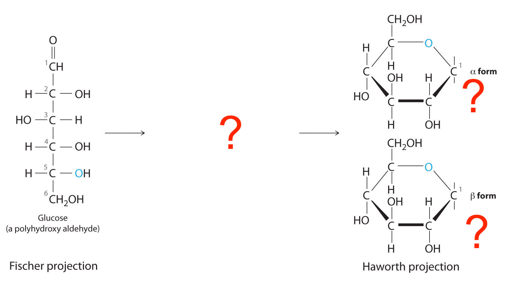 <p>Glucose cyclization, which carbon/hydroxyl attacks which carbon?</p><p>In alpha form, does OH point up or down?</p><p>In beta form, does OH point up or down?</p>