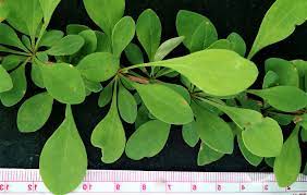 <p>barberry, Berberis spp., Berberidaceae</p>