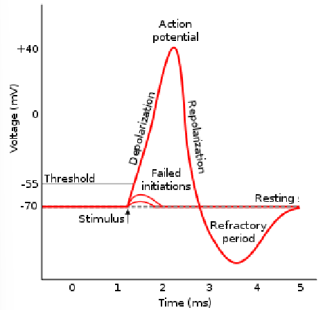 <p>In myelinated neurons, AP occur only in nodes of Ranvier</p><p>When neuron is stimulated, voltage gated Na+ channels in its cell membrane open briefly, allowing Na+ to rush in</p><p>The negativity of the membrane potential is reduced</p><ul><li><p>Depolarization between -70 and 55 mV has no effect</p></li><li><p>When membrane potential is reduced to less than -55, AP occurs</p></li></ul><p></p>