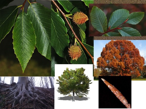 Blade: serrated leaves, oval with pointed tip
Reproductive: sharp, cigar shape buds
Bark: smooth, thin light blue/grey bark