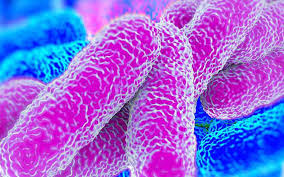 <p>gram negative rods</p><p></p>