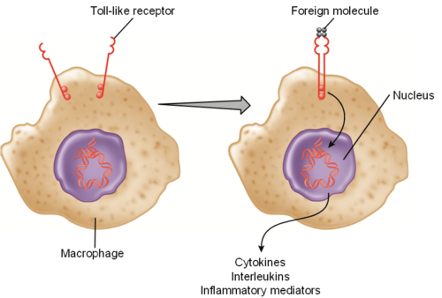 <p>A specific Pattern Recognition Receptor (PRR) on dendritic cells that recognizes pathogens on non-human cells, such as peptidoglycan. (which eventually triggers the first line of response in the innate immune system such as the release of cytokines, interferons, etc.)</p>