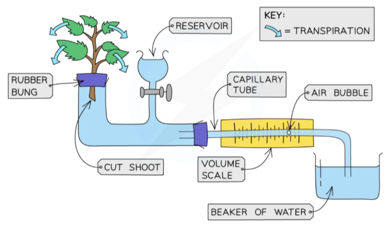 \
* You either time how long it takes the air bubble to move a set distance, or record the distance the bubble moves in a set time 
* The reservoir easily allows the capillary tube to the re-filled for repeat measurements, so that the same set up can be used
* The capillary tube is very narrow so small volumes of water being absorbed by the plant can easily be measured
