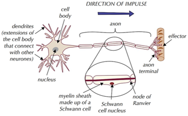 <p>-<strong>dendrons</strong> = collect electrical signals/impulses</p><p>-<strong>cell body</strong> = contains organelles + lots of rER</p><p>-<strong>axon</strong> = passes electrical impulses from cell body to dendrites of other cell</p><p><strong>-axon terminals </strong>= forms synapse with other neurone</p>