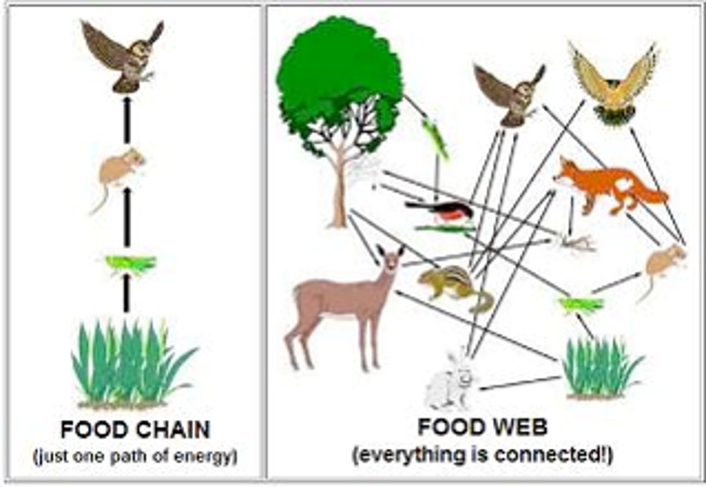 <p>Food Web: A complex model with MANY food chains interconnected.</p><p>Related to: Trophic levels. producers, consumers (herbivore, carnivore, onmivore)</p><p>Roots: ENERGY FLOW</p>