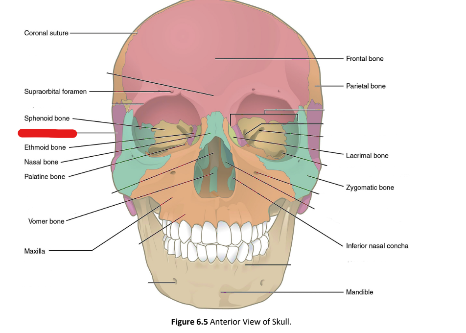 term image