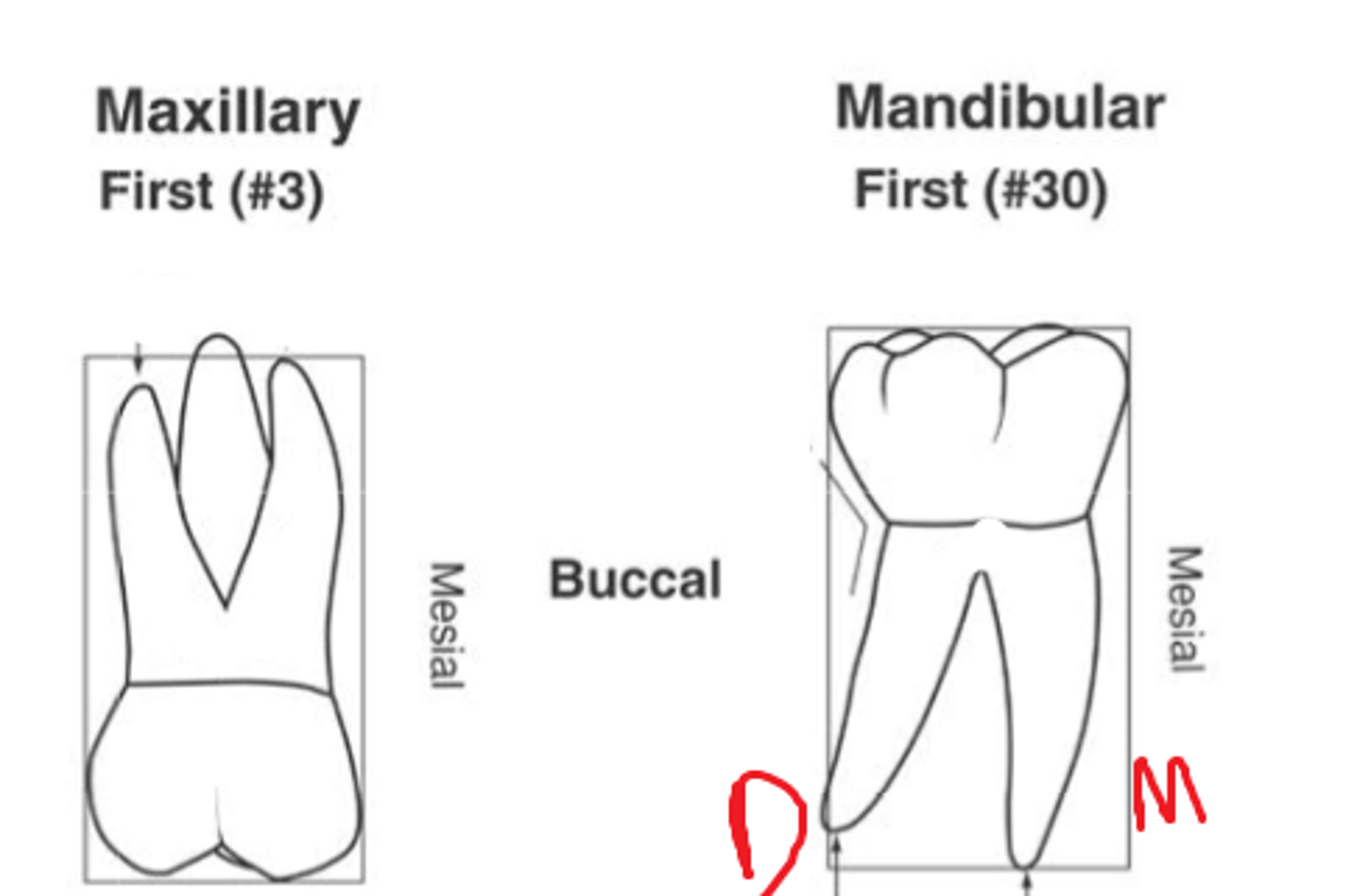 <p>mesially and distally</p>