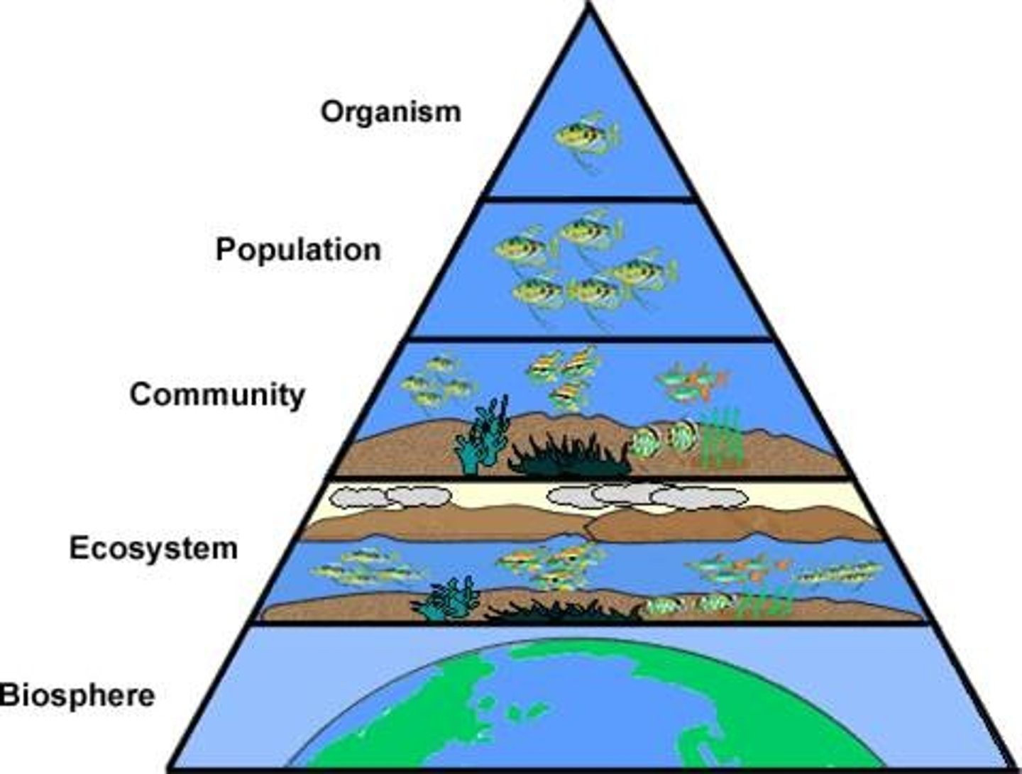 <p>study of interactions between organisms and their environment</p><p>related to: Biotic and abiotic factors, ecosystems</p><p>roots: Eco-environment</p>