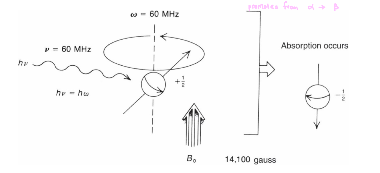 <ul><li><p>in the presence of an applied magnetic field, a spinning nucleus begins to wobble</p></li><li><p>a nucleus that precesses about its own axis, which also possesses angular frequency</p></li><li><p>this is called the Larmor frequency (<strong>ω</strong>)</p></li></ul><p></p>