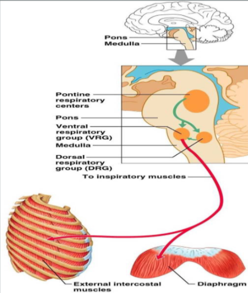 <p>Dorsal respiratory group (DRG)</p><p>Ventral respiratory group (VRG)</p><p>→ “pre-motor” neurons - they synapse on and excite motoneurons to respiratory muscles</p>
