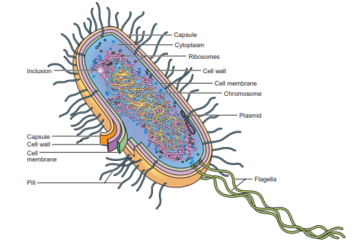 <p>Cytoplasmic particles</p>