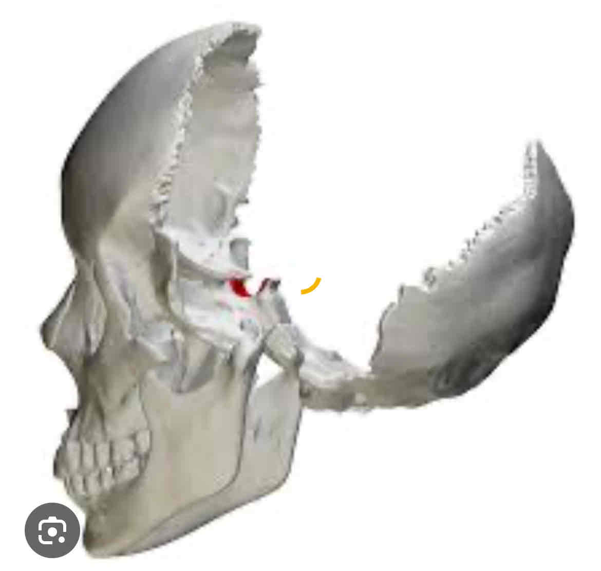 knowt flashcard image