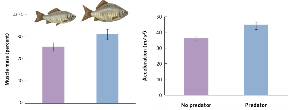 <p><span><span>Ex.</span></span><span style="background-color: transparent;"><span> Carp&nbsp;</span></span></p><ul><li><p><span style="background-color: transparent;"><span>Grow larger with larger muscles to swim faster in the presence of predators</span></span></p></li><li><p><span style="background-color: transparent;"><span>Gives them a higher chance to escape predation</span></span></p></li></ul><p></p>