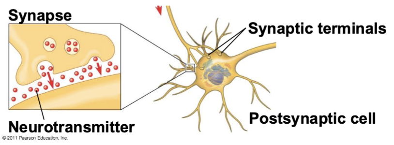 <p>chemical messengers that carry information across the synapse</p>