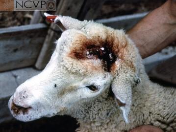 <p>Arterial sheep worm - "Bearing oil"</p><ul><li><p>Found: In Western and Southwestern United States​</p></li><li><p>Only domestic host is sheep​</p></li><li><p>Carried by infected horse flies​</p></li><li><p>Adults in common carotid, can cause obstructions​</p></li><li><p>Microfilariae only found in skin capillaries in face, can cause dermatitis​</p></li><li><p>Prepatent period: 4.5 months or longer</p></li></ul><p></p>