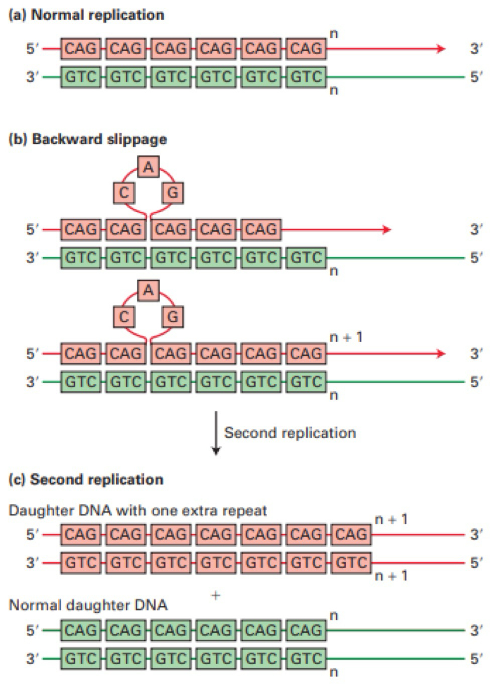<p>Dissociation of the DNA polymerase during replication, new DNA strand might re-hybridrise in the wrong place, replication continues yielding adult strand that is longer shorter than the template, very common for micro satellites</p>