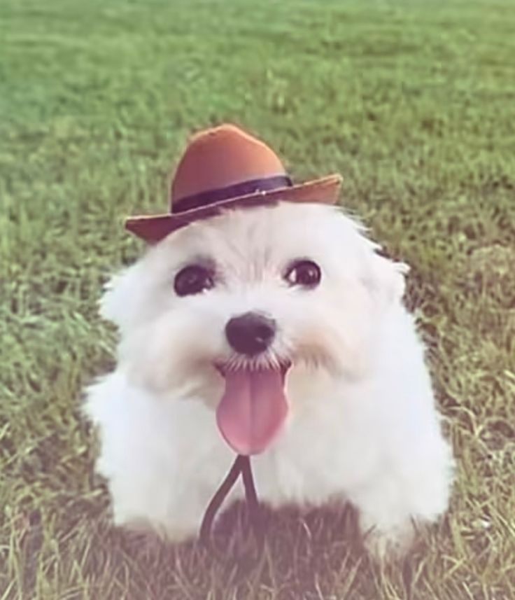 <p>roughly 10% of the land that was available for cultivation </p>