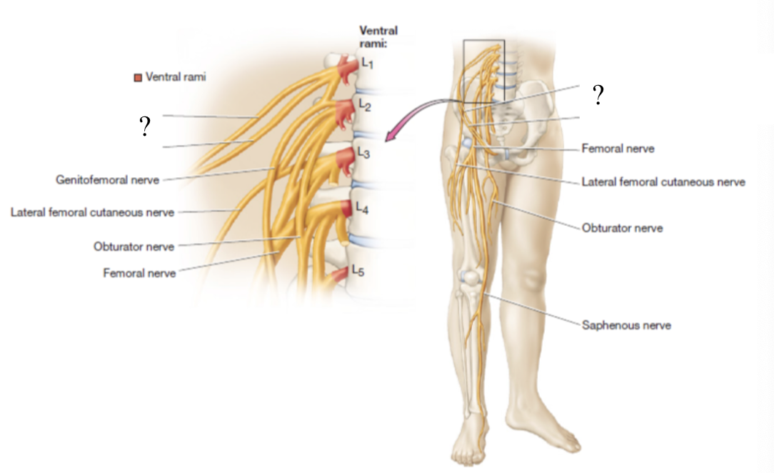 <p>both supply motor innervation to the transverse abdominis and internal oblique muscles and sensory to the pelvic area</p><ul><li><p>iliohypogastric nerve is superior to ilioinguinal nerve</p></li></ul><p></p>