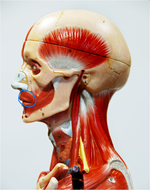 <p>What is the Action of the Muscle circled?</p>