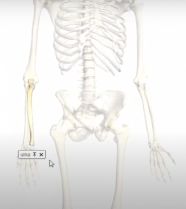 <p>bone which is medial in the anatomical position </p>
