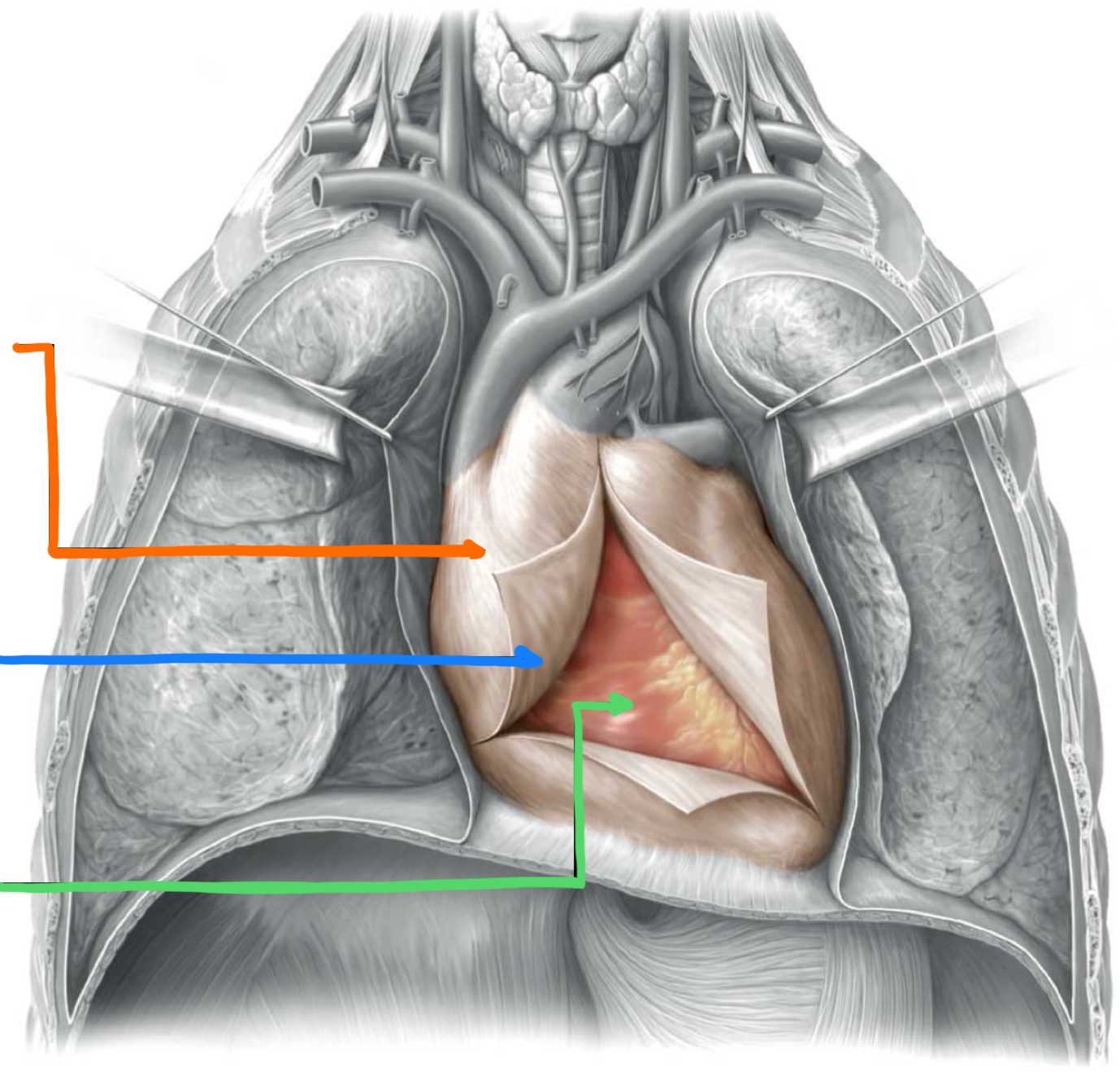 <p>What structure is identified by the orange line?</p>