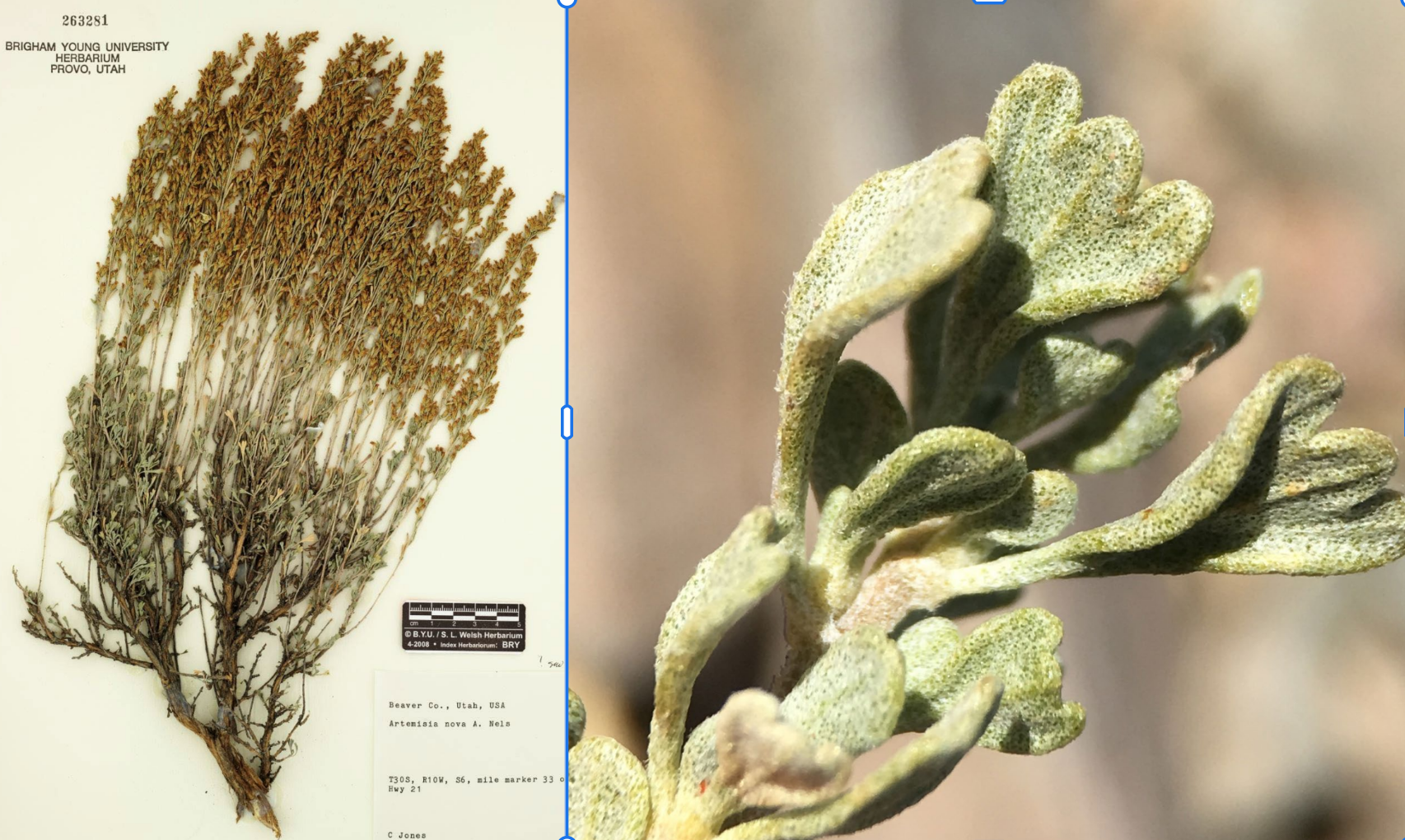 <p>Flowers above leave</p><p>Low shrub, shreddy bark, dark branches</p><p>3 lobed leaves with shoulders. Black glands on leaf</p>