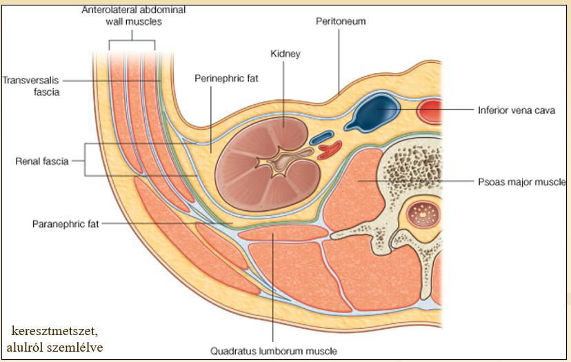 <p>A fascia renalis elülső és hátsó lemeze nem csupán a két vesét, de a gerinc előtt haladó nagyereket is körbefogja. </p><p>A capsula adiposa sem csupán a veséket veszi körbe, de ebbe ágyazódnak bele a mellékvesék, ill. a zsírszövet a vesekapuknál a vesesinusokba is beterjed, továbbá az aorta abdominalis és VCI inferior körüli zsírszövet is a capsula adiposa részeként tartható számon. </p><p>A vesék egyetlen önálló tokja így csupán a capsula fibrosa, mely a vesekapukig követhető, s egységesen „lehámozható” a veseparenchymáról.</p>