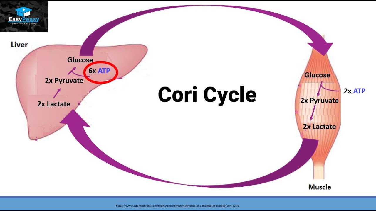 <p>an energy wasteful process in which glucose is converted into lactose, then back to glucose in the liver/kidney </p>