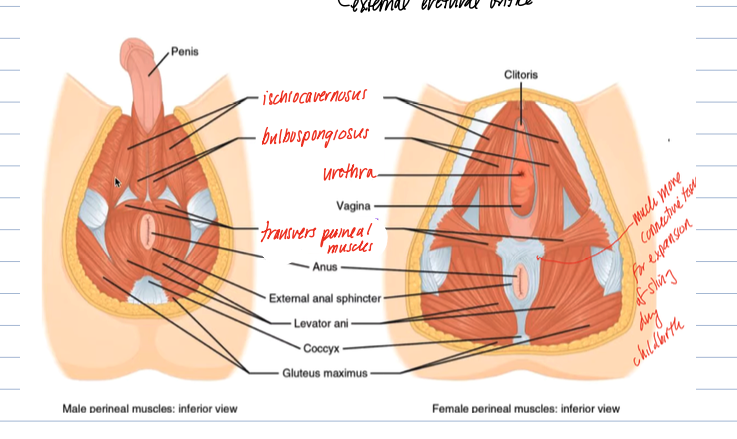 <p>attach to the perineum, include the transverse perineal, ischiocavernosus (, bulbospongiosus </p>