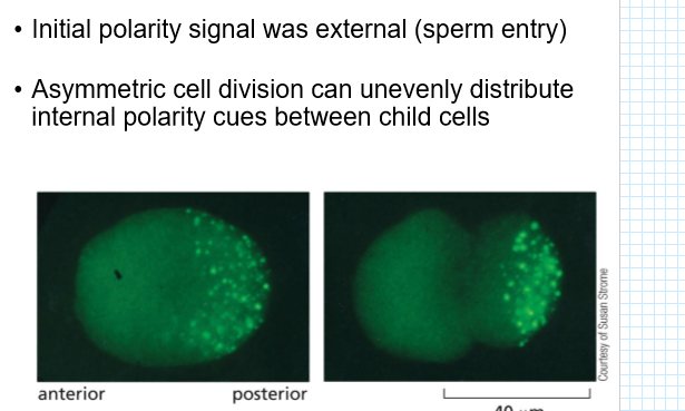 <p>extrernal or internal signals</p><ol><li><p>sperm entry</p></li><li><p>chemoattractant by bacteria</p></li></ol><p></p>