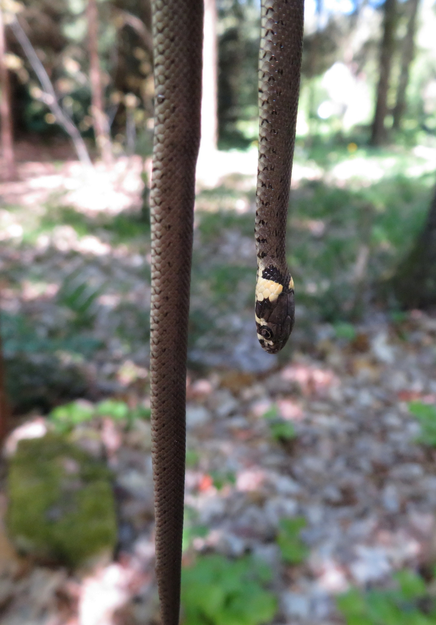 <p>Natrix natrix</p>