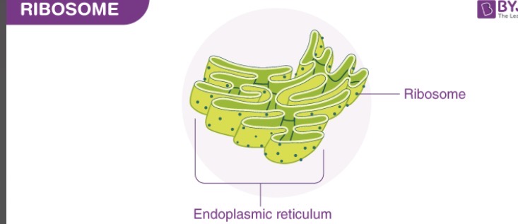 <p>Responsible for making proteins, has two parts called the small and large subunits </p>