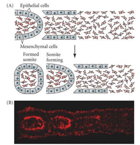 <ul><li><p>after separation, expression of fibronectin &amp; N-cadhrein organise “inner” mesenchymal” &amp; “epithelial” components</p></li></ul>
