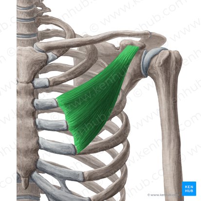 <p>Pectoralis Minor </p>