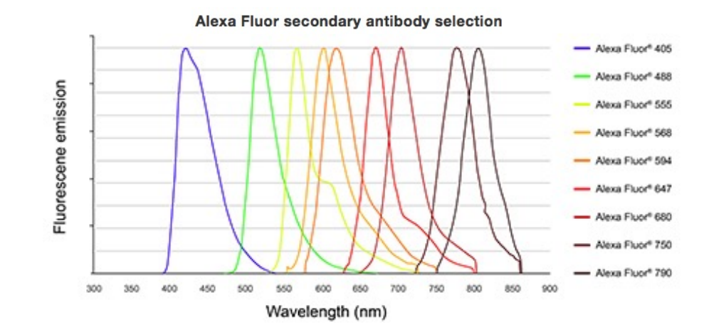 Quelles sont les origines possibles de la fluorescence observée? 