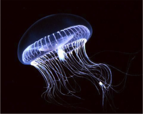 <p>Aequorea sp.</p>