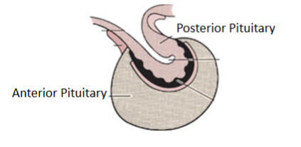 <ul><li><p>anterior pituitary more externally located</p></li><li><p>posterior pituitary more internally located</p></li></ul><p></p>