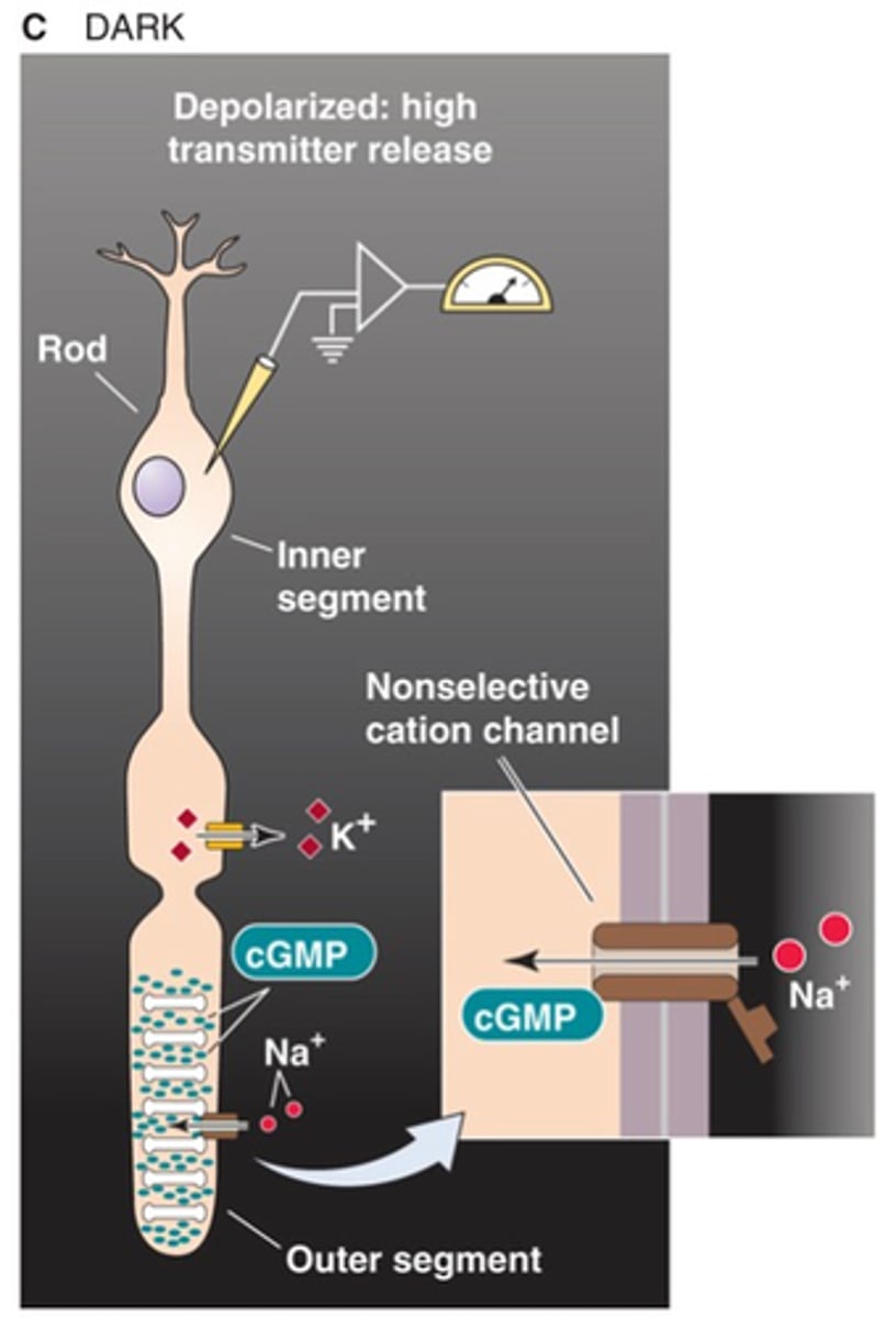 <p>The Na+ entry through cGMP-dependent non-selective cation channels (the dark current) does what in dark conditions?</p>