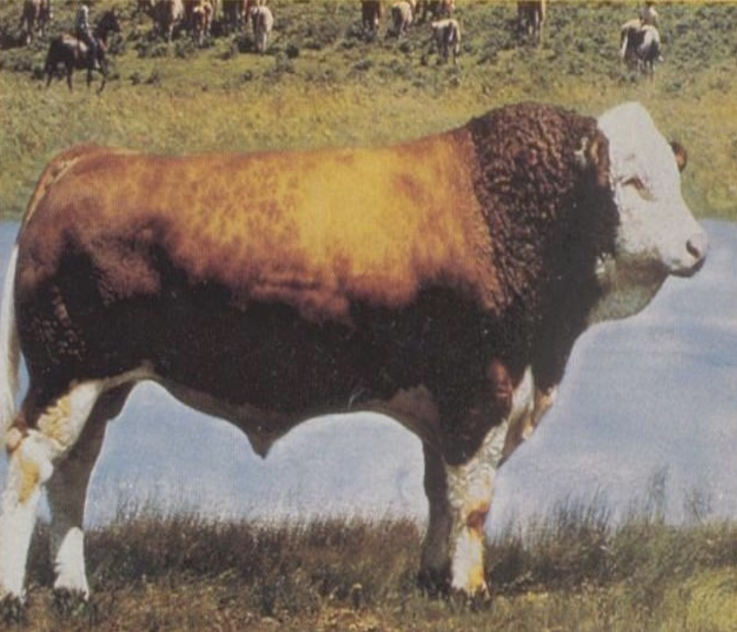 <ul><li><p><span>﻿An old breed, dating back in the Middle Ages. </span></p></li><li><p><span>originated in the Simmen Valley of Switzerland, half of cattle population are simmental.</span></p></li><li><p><span>﻿white to light straw faces with red to dark red, spotted bodies. They are a horned breed with medium-sized horns.</span></p></li><li><p><span>﻿They are large-bodied and are noted for being docile. thickly muscled and produce a carcass without excess fat.</span></p></li><li><p><span>﻿They are adaptable to a wide range of climates.</span></p></li></ul>