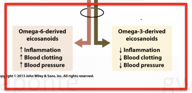 <ul><li><p>the ratio of dietary omega-6 to omega-3 essential fatty acids affects the balance of these fatty acids in the tissues &amp; thus the ratio of the types of eicosanoids made from them </p></li></ul><p></p>