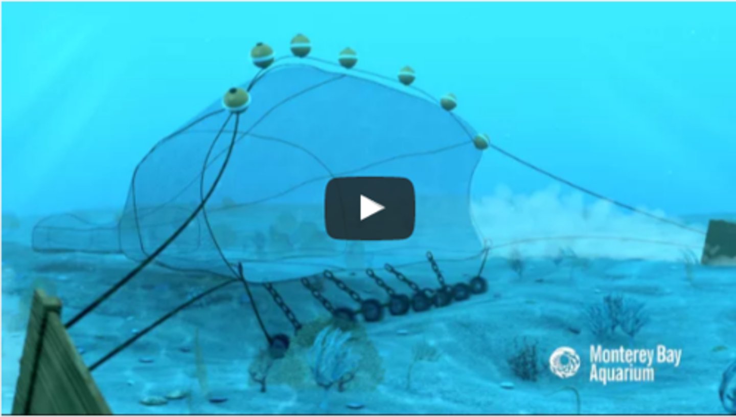 <p>a fishing technique in which the ocean floor is literally scraped by heavy nets that destroy the sea floor habitat</p>