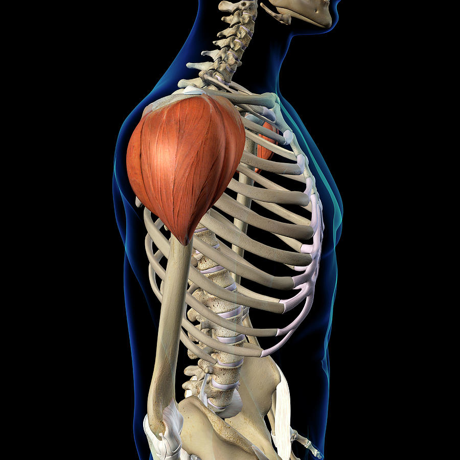<p><span><strong>Deltoid</strong></span></p>