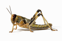 **a large insect found in hot areas that flies in large groups and destroys plants and crops: (Con châu chấu)**

*a* ***swarm*** *of locusts*