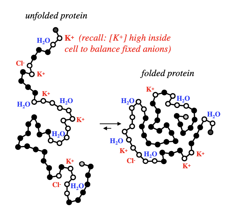 <p>which amino acids are typically protonated at neutral pH?</p>