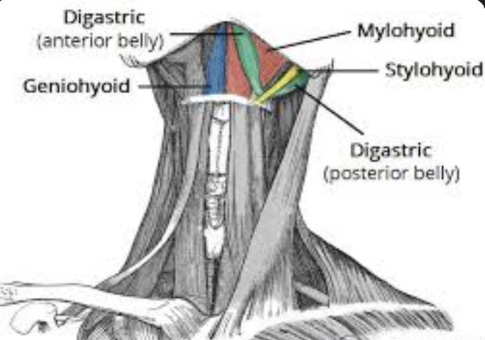 <p><em>m. geniohyoideus</em></p><p><em>m. stylohyoideus</em></p><p><em>m. pterygoideus medialis</em></p><p><em>m. pterygoideus lateralis</em></p><p></p>
