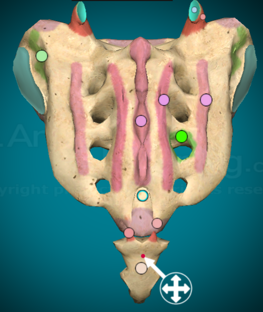 <p>the tiny little bone at the base of the sacrum that’s an upside down triangle shape</p>