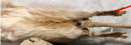 <p>What species?</p><img src="https://knowt-user-attachments.s3.amazonaws.com/21cd80d6-7080-45d1-9173-c79652ee3243.jpg" data-width="100%" data-align="center"><p></p>