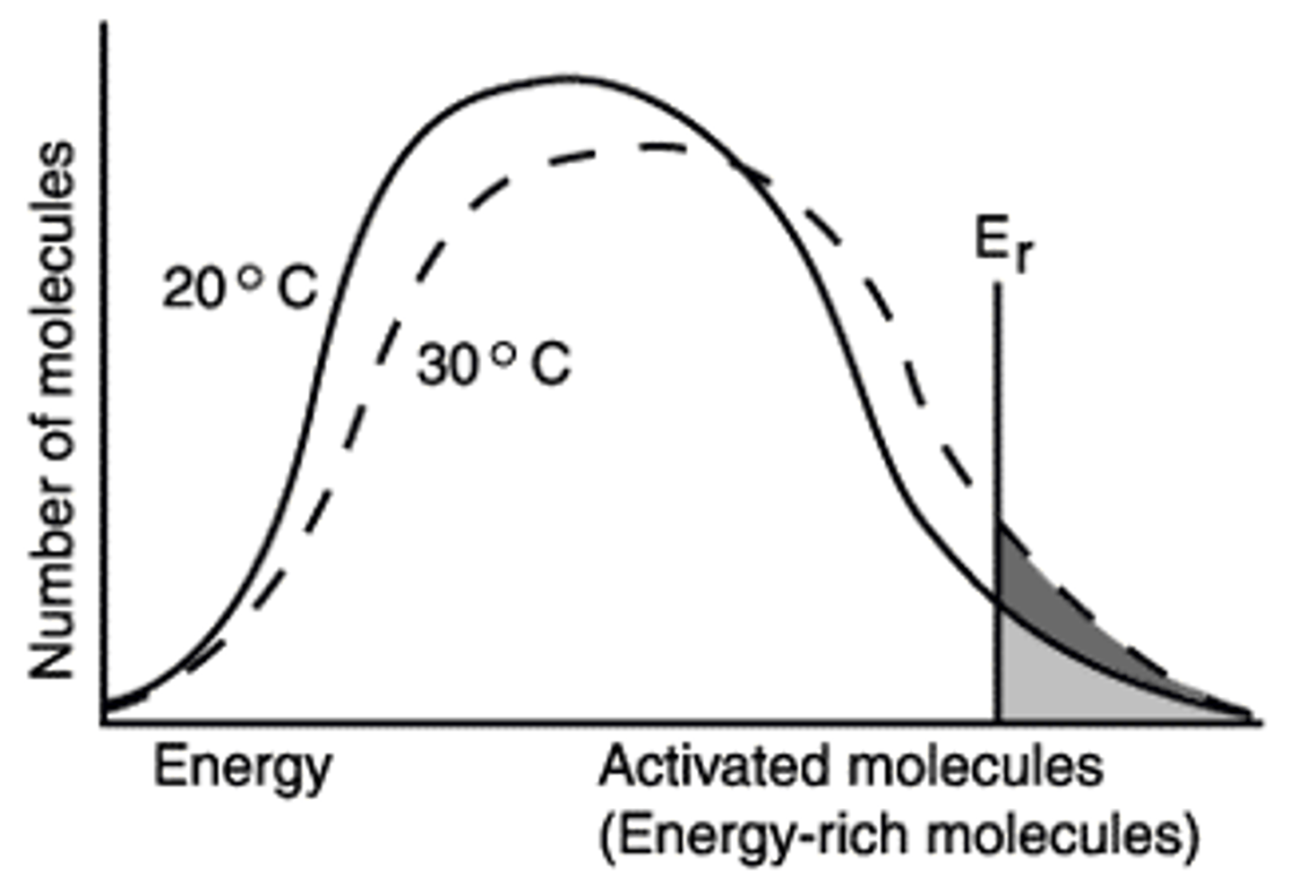 <p>The figure shows that when the temperature is increased ten degrees, the number of molecules with the minimum energy to react, Er, has increased by the amount represented by the dark region of the graph.</p>